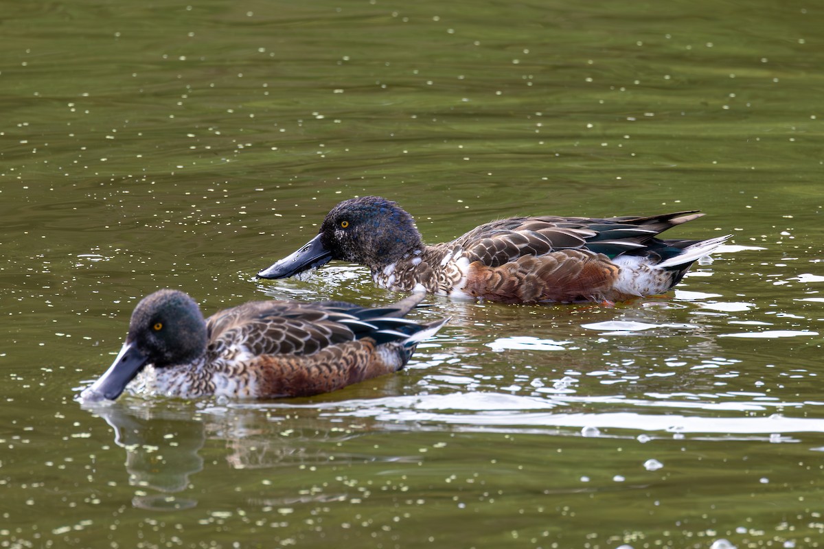 Northern Shoveler - ML646262493