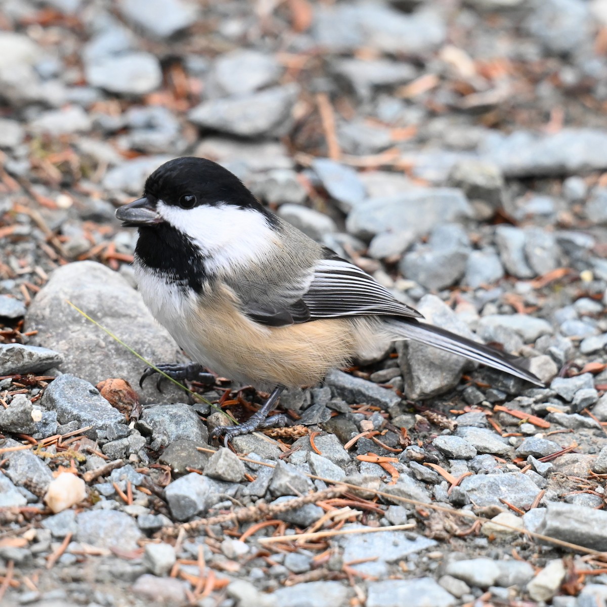 Black-capped Chickadee - ML646262497