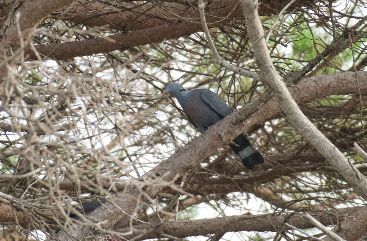 Мадейрский вяхирь - ML646262498