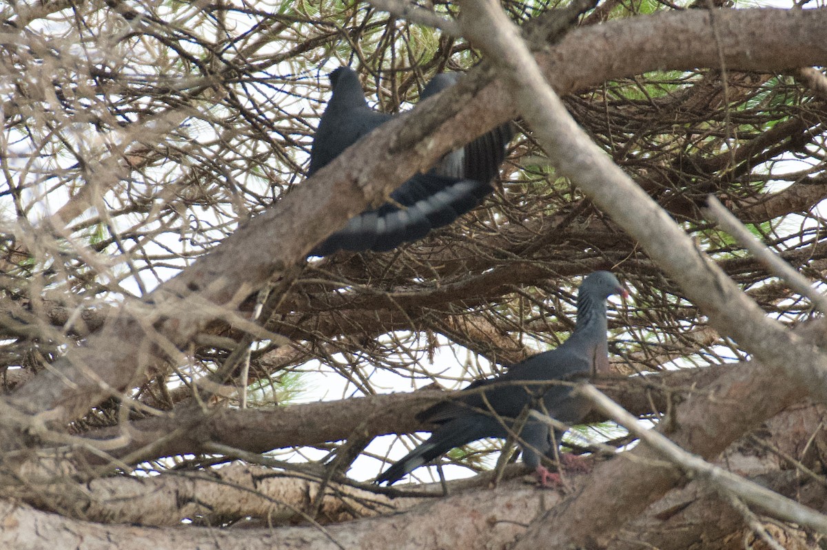 Мадейрский вяхирь - ML646262499