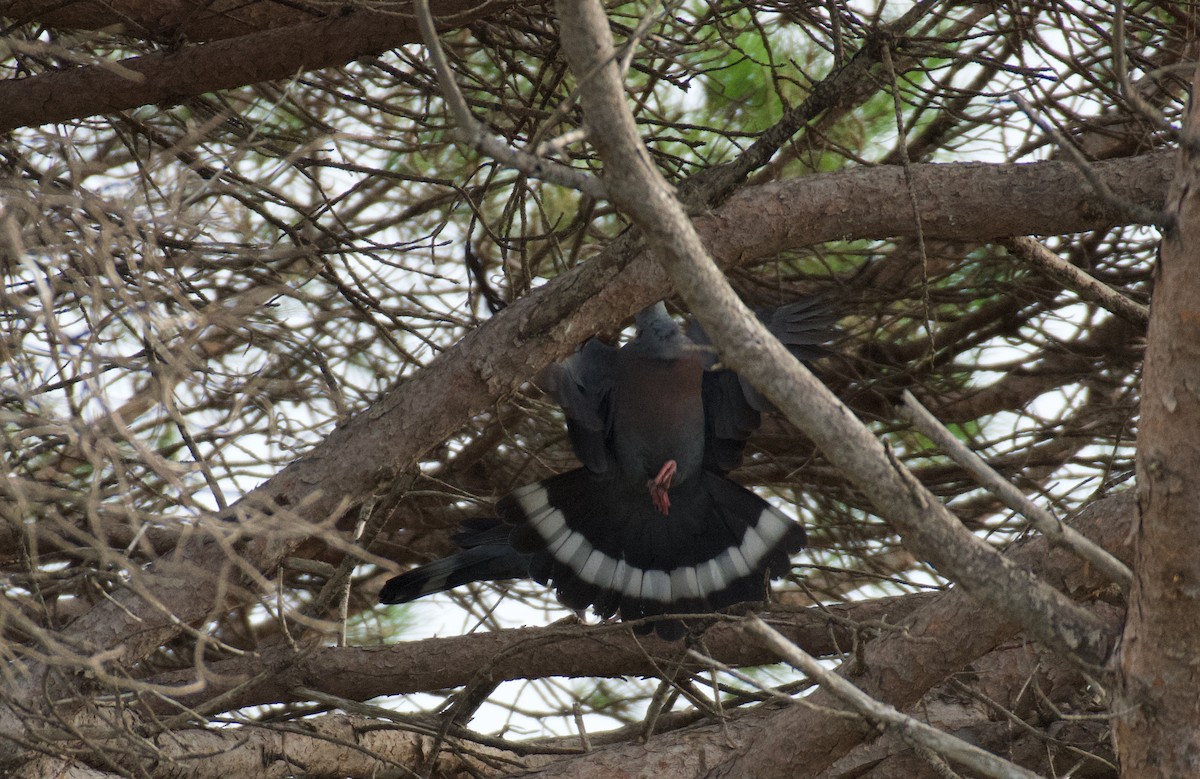 Мадейрский вяхирь - ML646262500