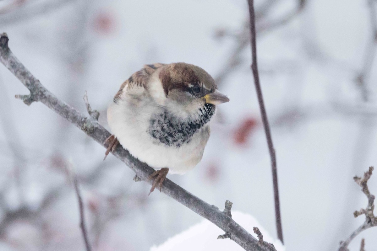 House Sparrow - ML646262504