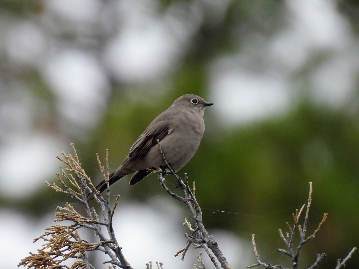 Townsend's Solitaire - ML646262507