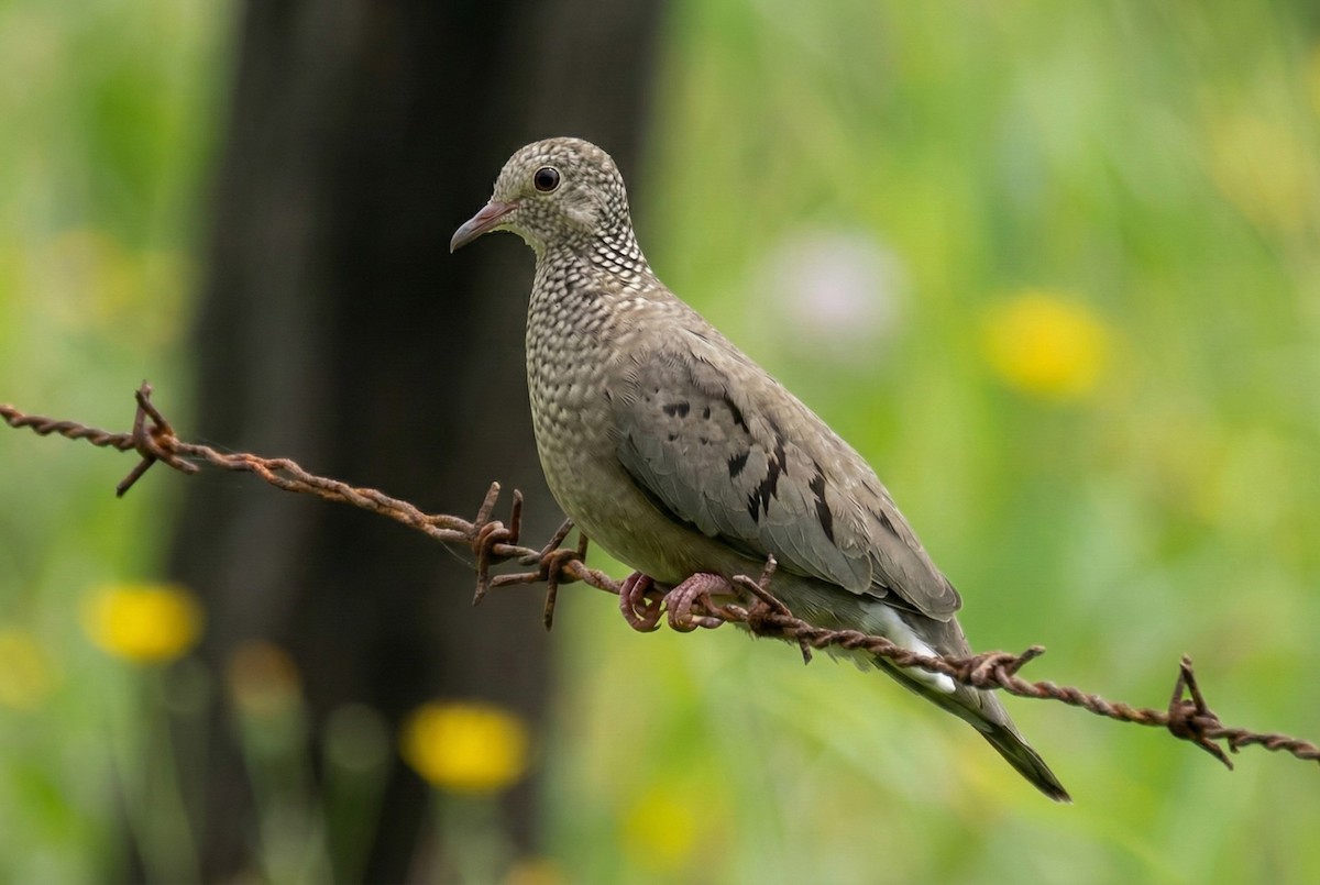Common Ground Dove - ML646262511
