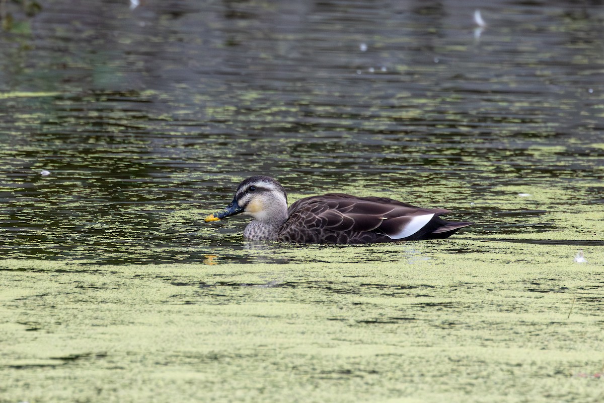 Eastern Spot-billed Duck - ML646262512