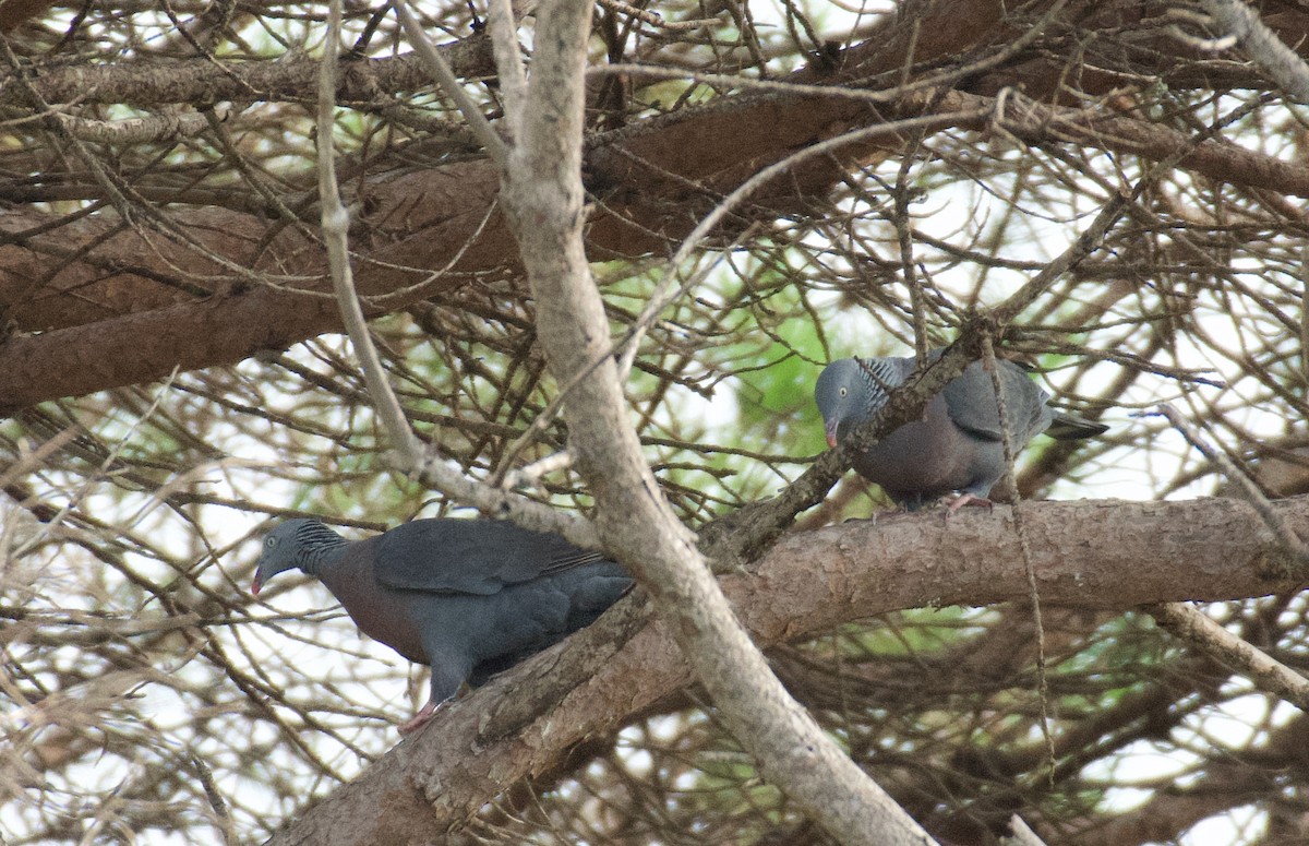 Мадейрский вяхирь - ML646262513
