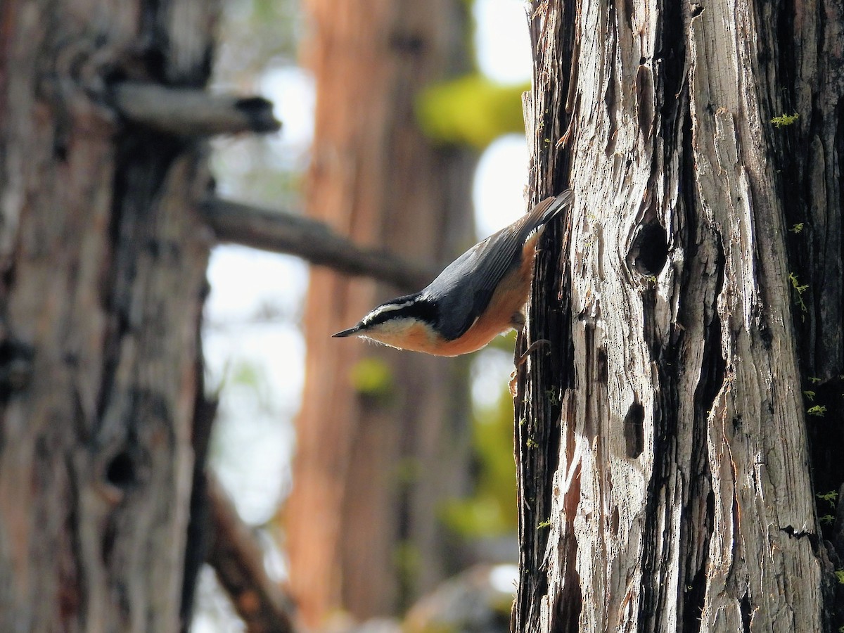 Red-breasted Nuthatch - ML646262514