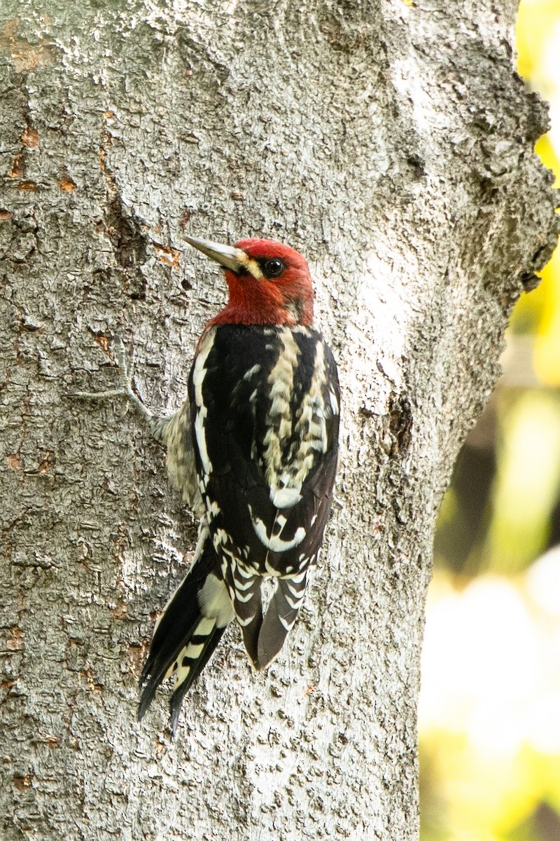 Red-breasted Sapsucker - ML646262515
