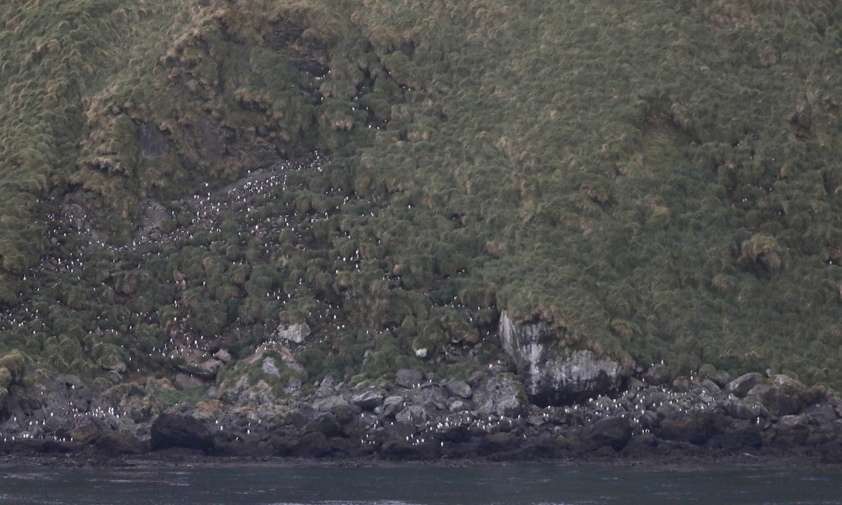 Eastern Rockhopper Penguin - ML646262518