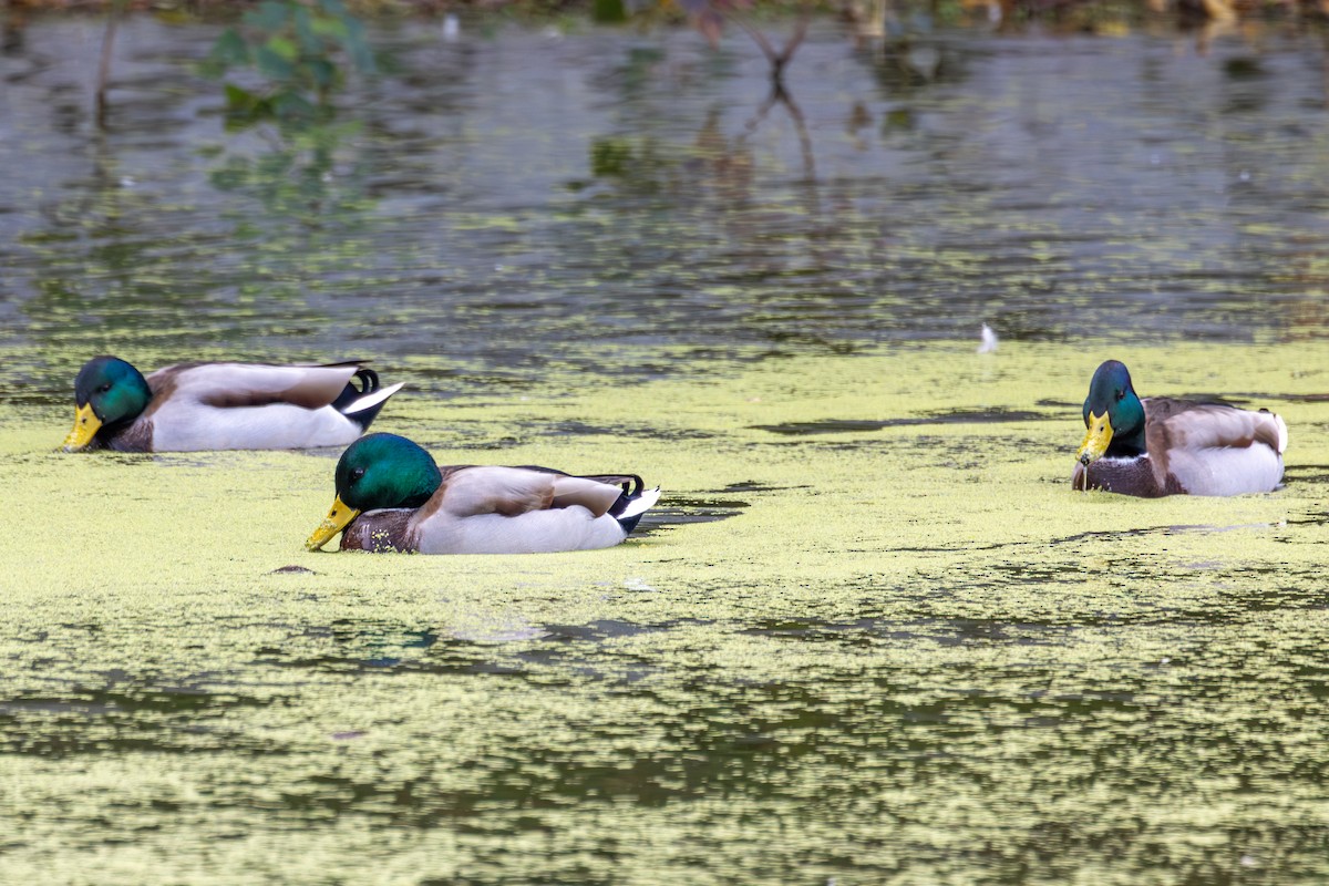 Mallard - ML646262519