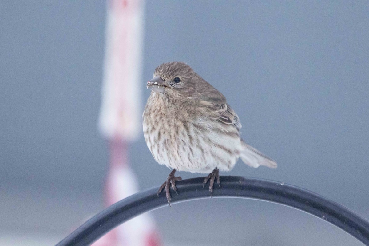 House Finch - ML646262521