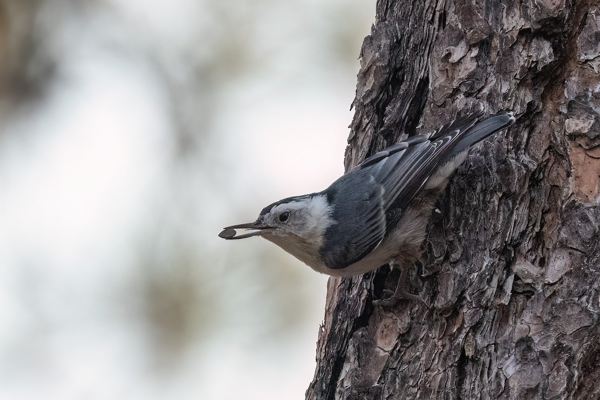 Повзик каролінський - ML646262523