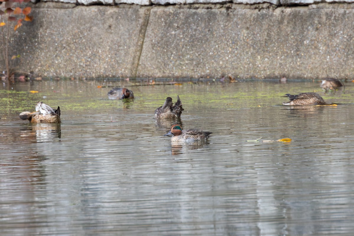 Чирянка мала - ML646262526