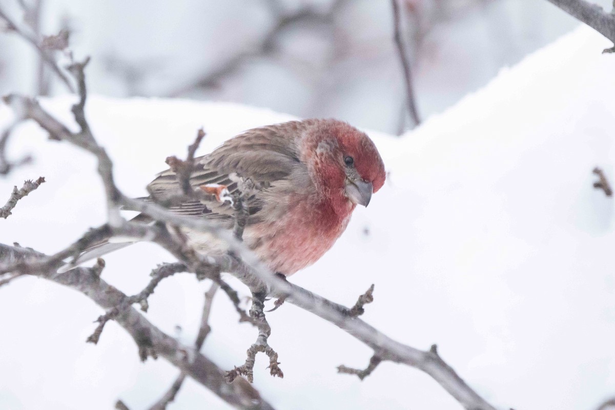 Чечевиця садова - ML646262531