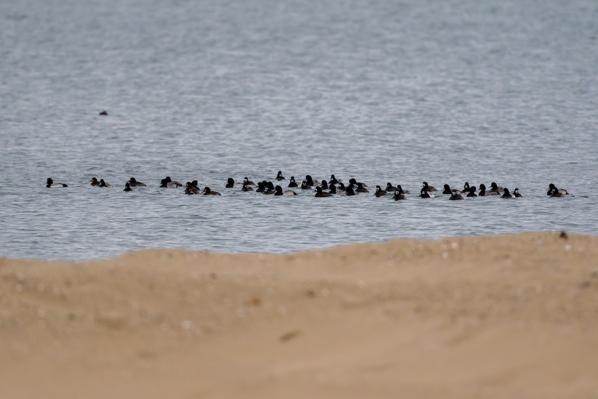 Чернь морська - ML646262533