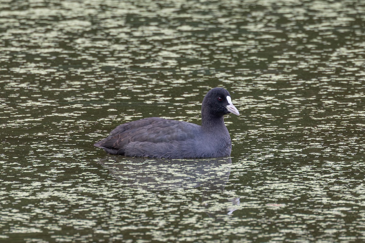Лиска звичайна - ML646262537