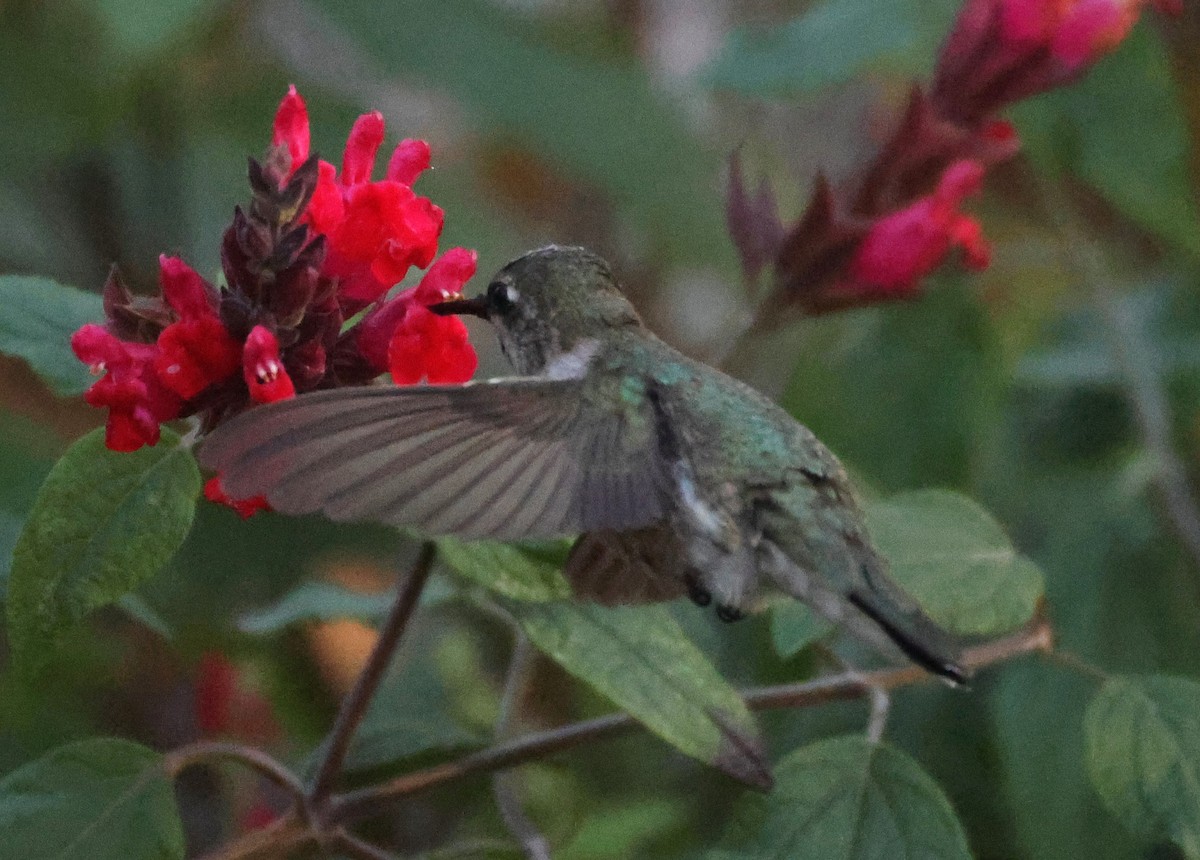 Колібрі фіолетовогорлий - ML646262539