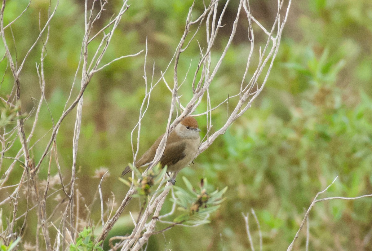 Кропив'янка чорноголова - ML646262540