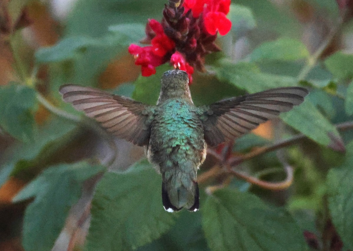 Колібрі фіолетовогорлий - ML646262541