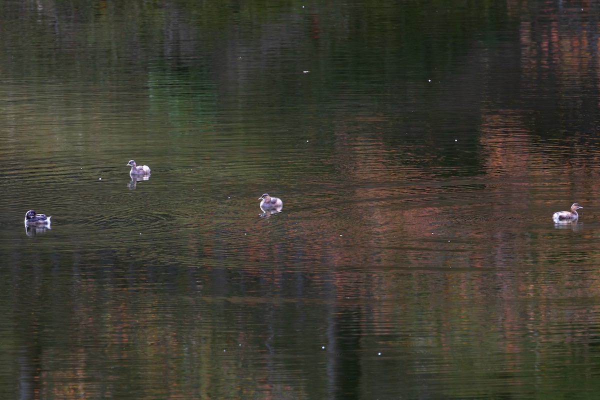 Пірникоза мала - ML646262543