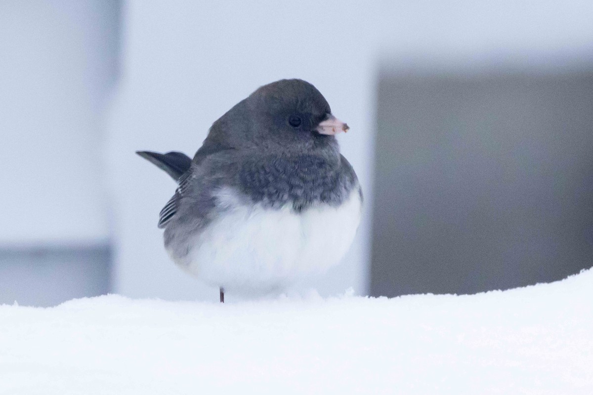 Юнко сірий - ML646262544