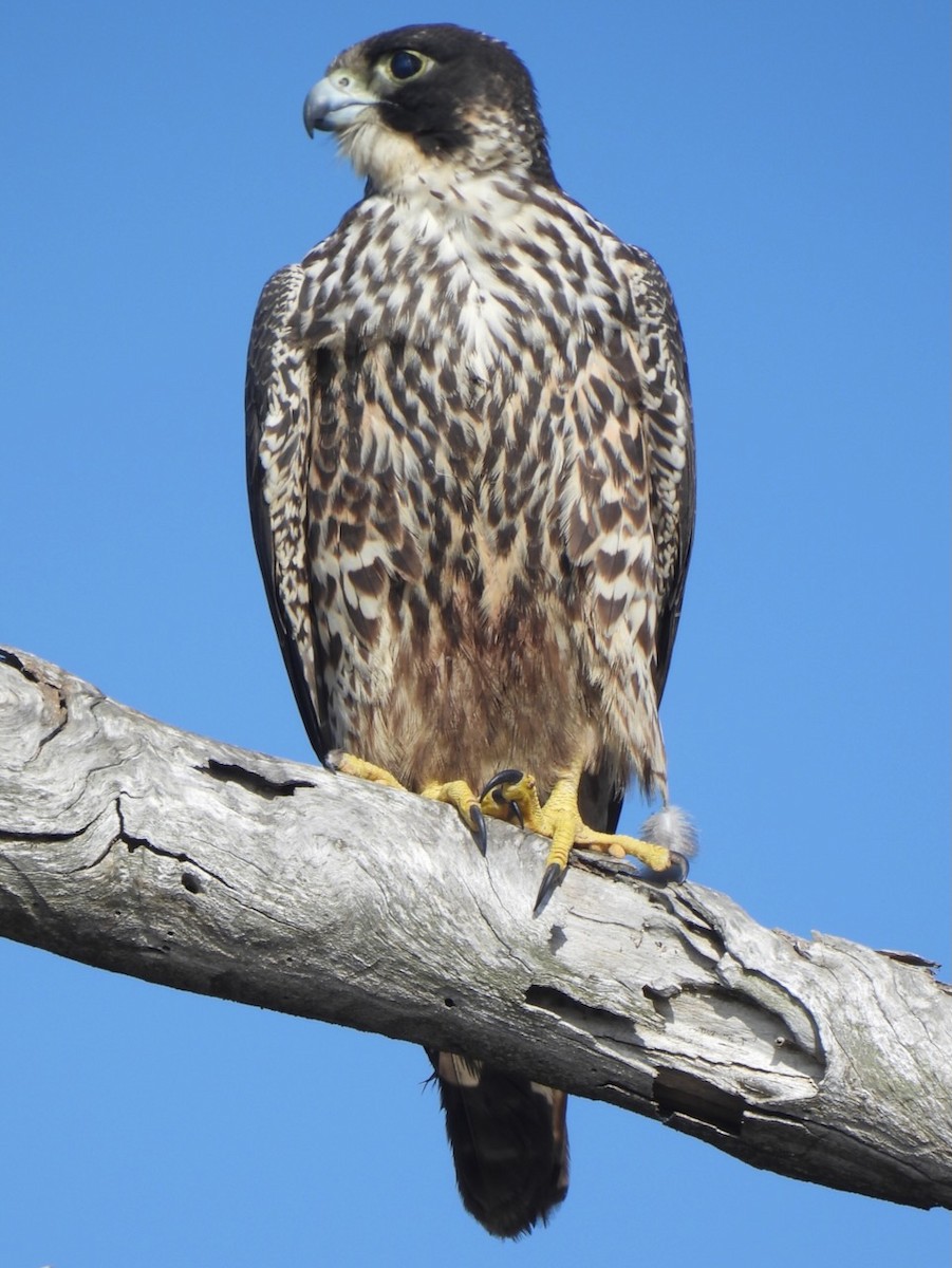 Сапсан - ML646262545