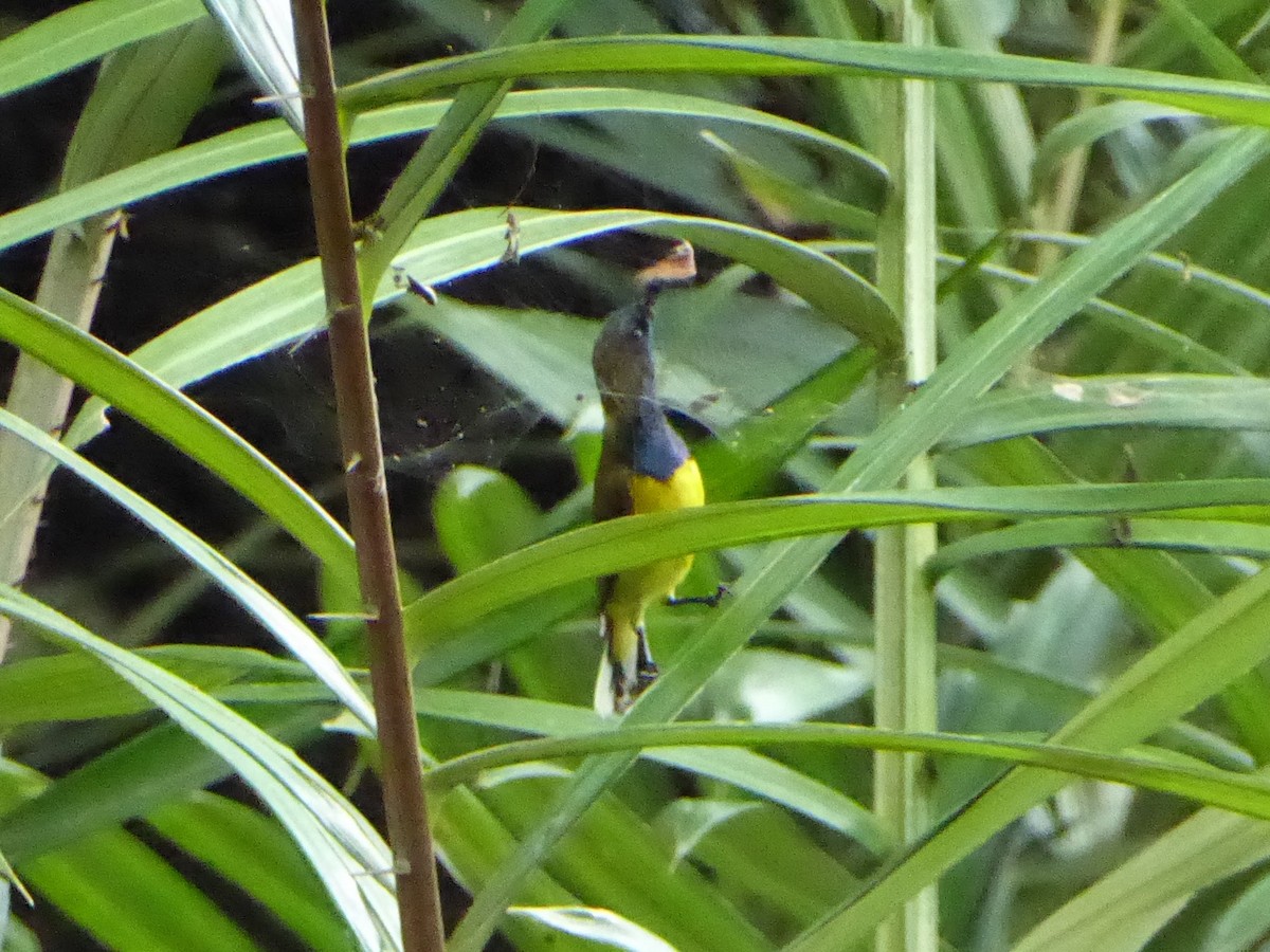 Ornate Sunbird - ML646262546