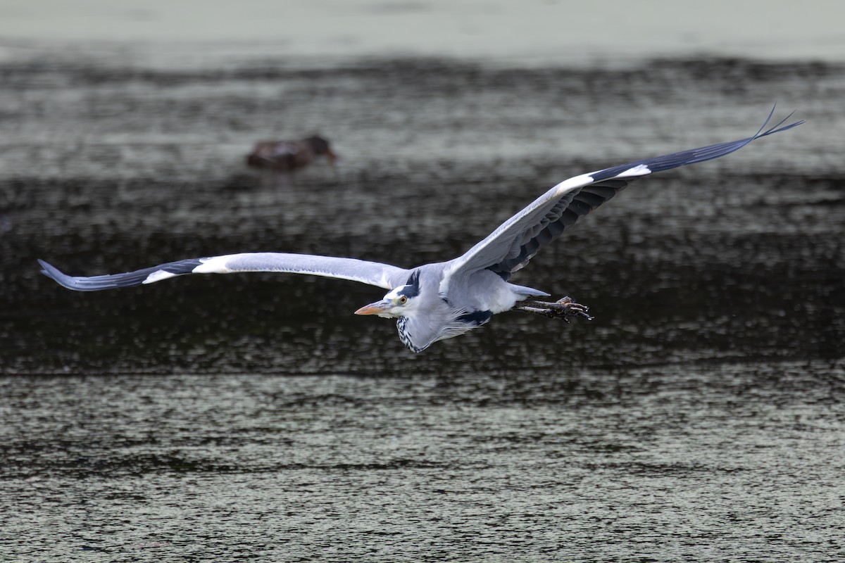 Чапля сіра - ML646262548