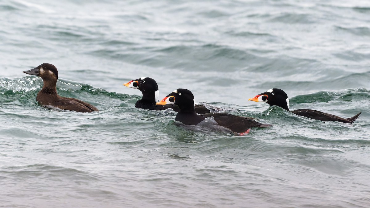 Турпан білолобий - ML646262549