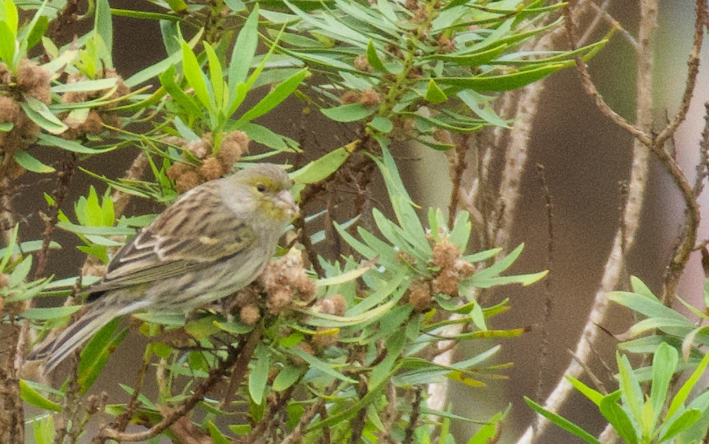 Канарка - ML646262551