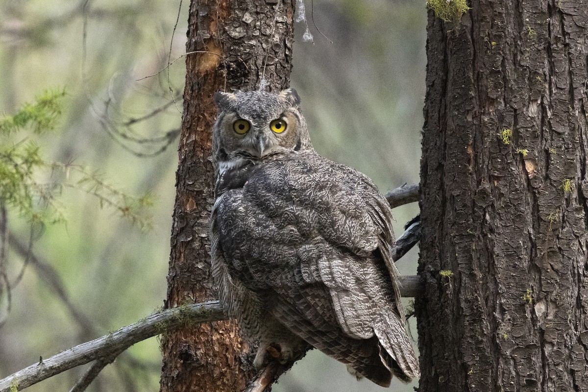 Пугач віргінський - ML646262552