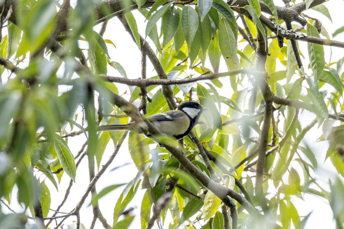 Asian Tit - ML646262553