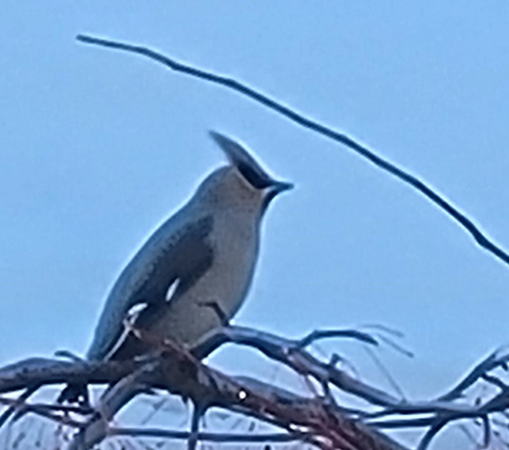 Омелюх звичайний - ML646262554