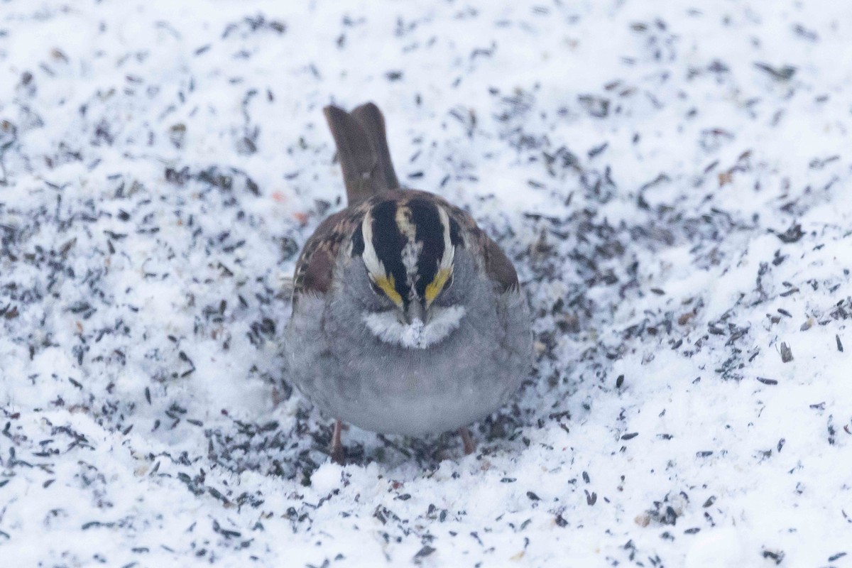 Бруант білогорлий - ML646262555