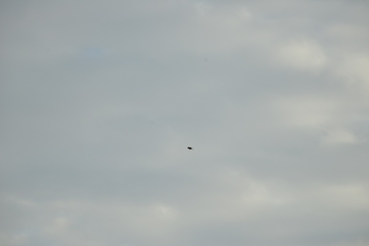 Зенаїда північна - ML646262556