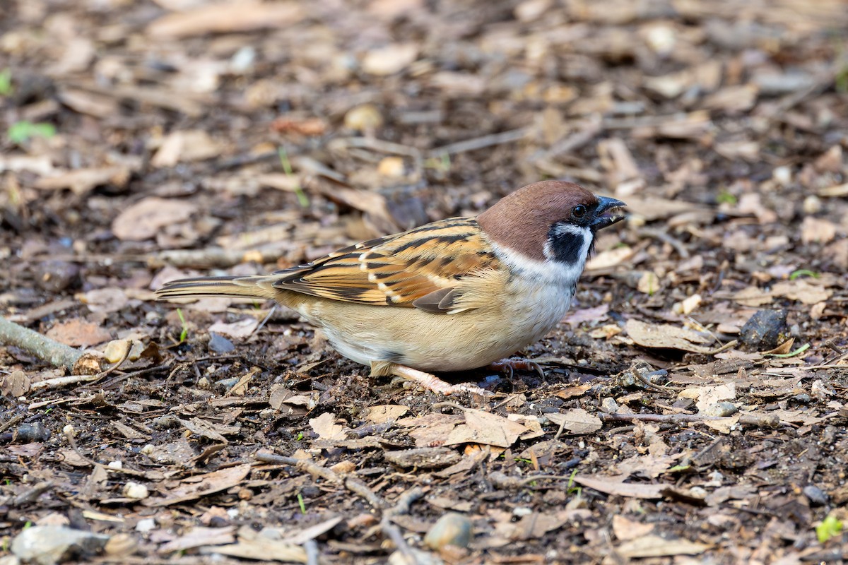 Горобець польовий - ML646262559