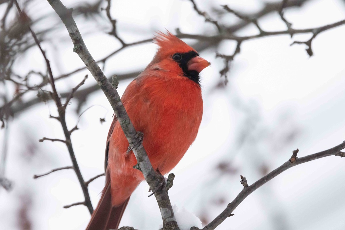 Кардинал червоний - ML646262560