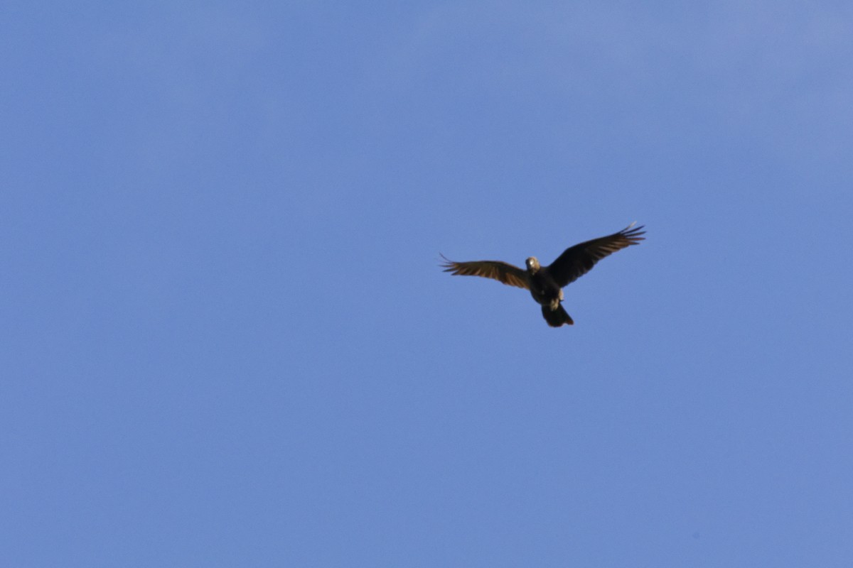 Папужець-ваза сейшельський - ML646262561