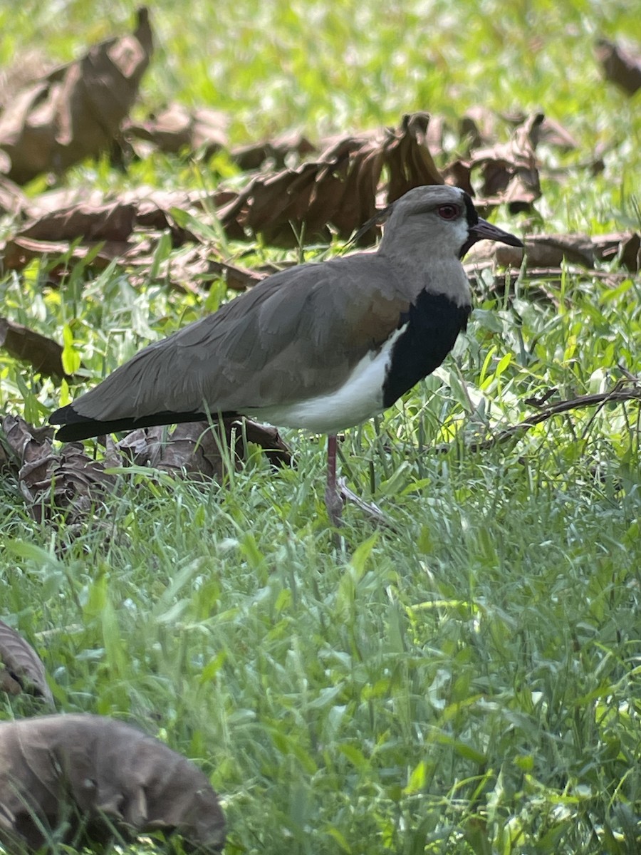 Чайка чилійська - ML646262562