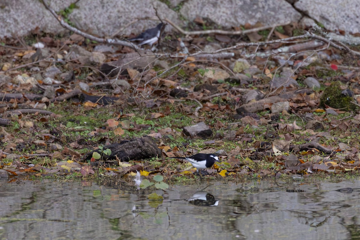 Плиска японська - ML646262563