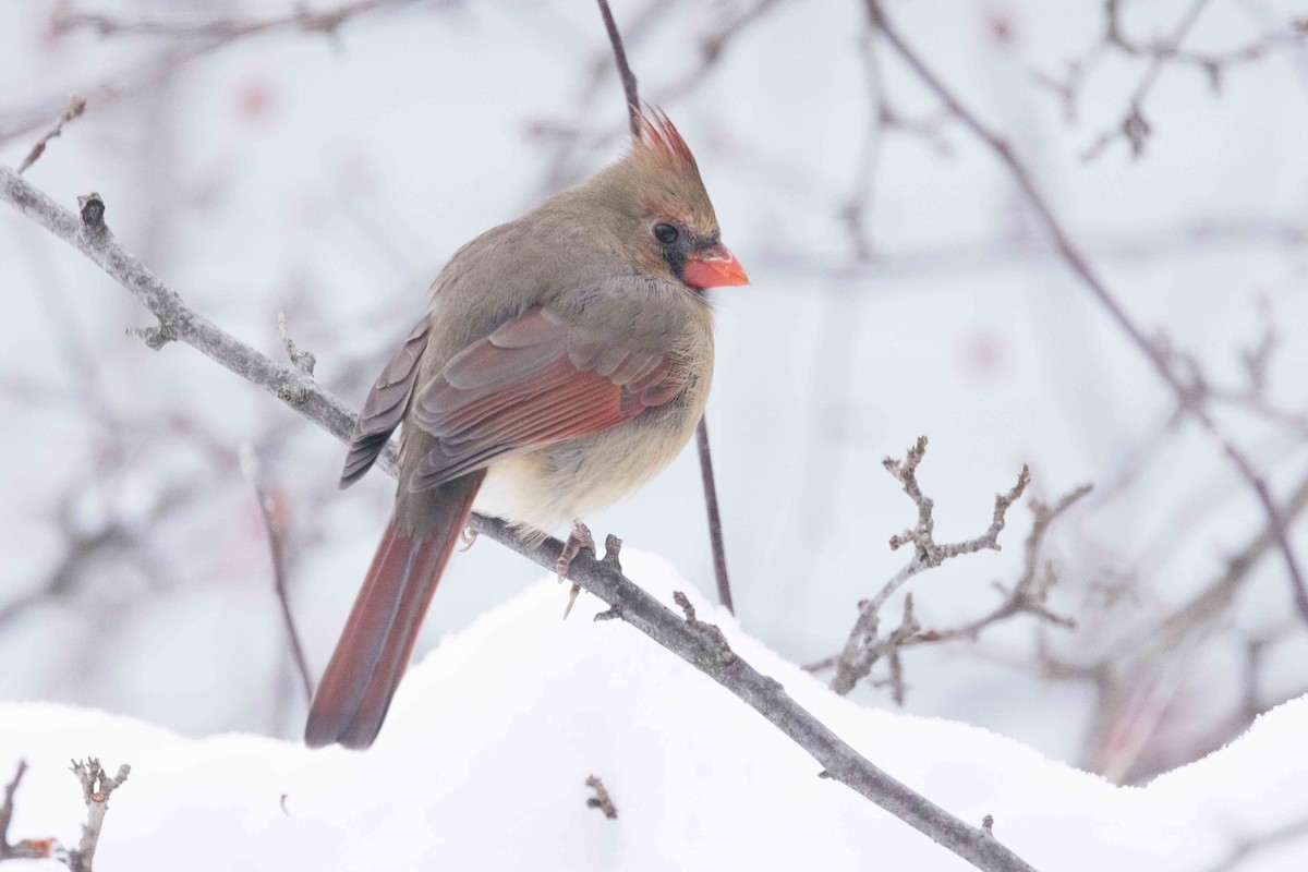 Кардинал червоний - ML646262565
