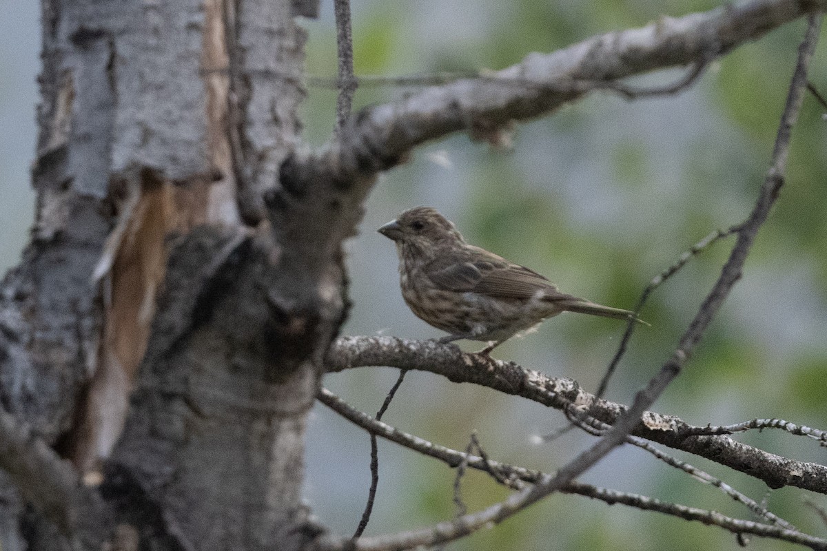 Тауї плямистий - ML646262566