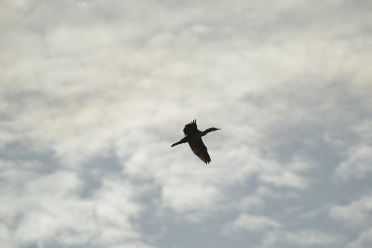 Баклан вухатий - ML646262568