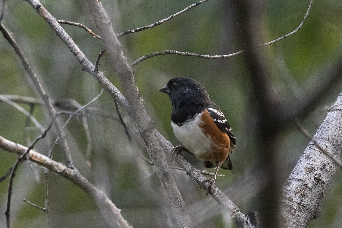 Spotted Towhee - ML646262571