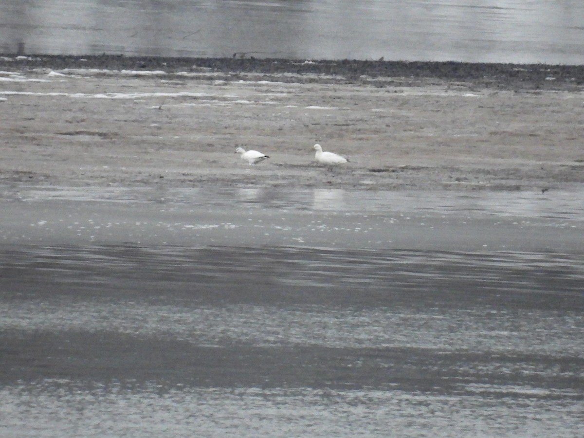 husa bělostná - ML646262572