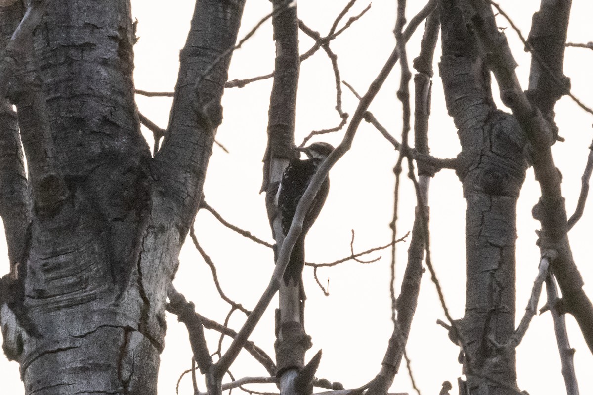 Hairy Woodpecker - ML646262578