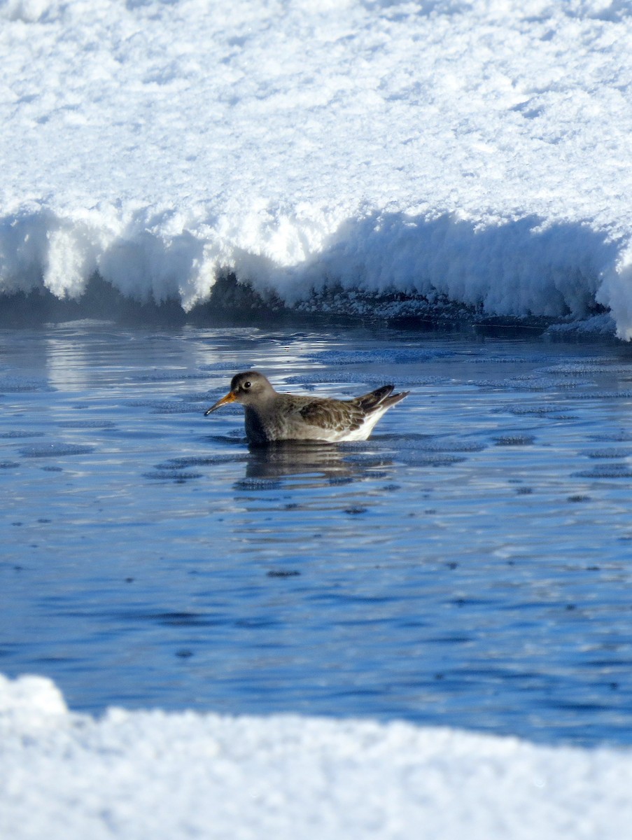 Purple Sandpiper - ML646262587