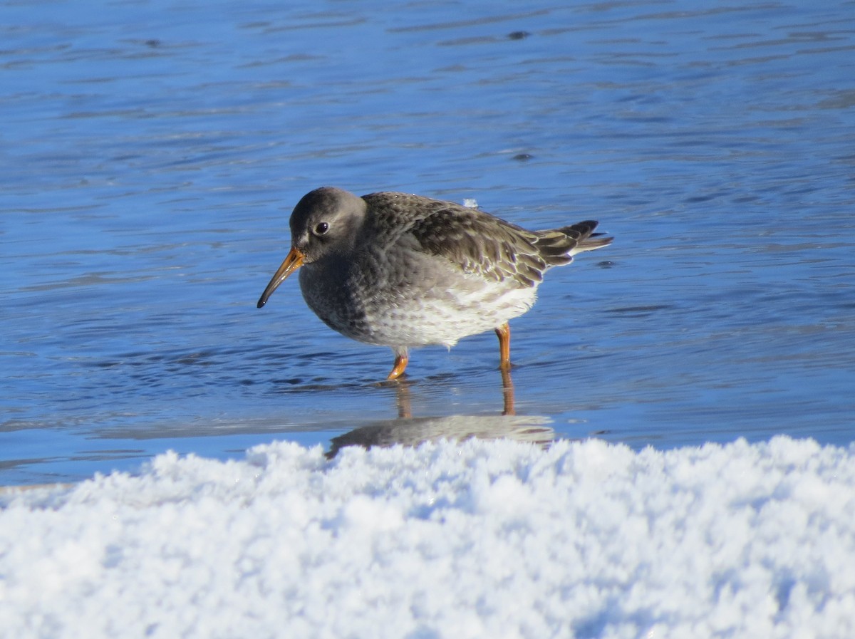 Purple Sandpiper - ML646262588