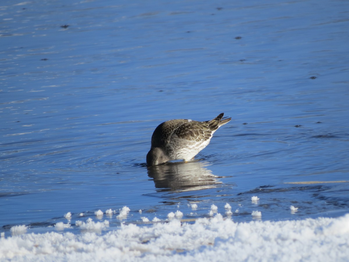 Purple Sandpiper - ML646262589