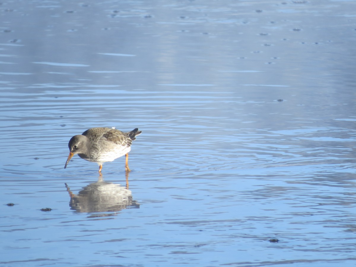 Purple Sandpiper - ML646262590